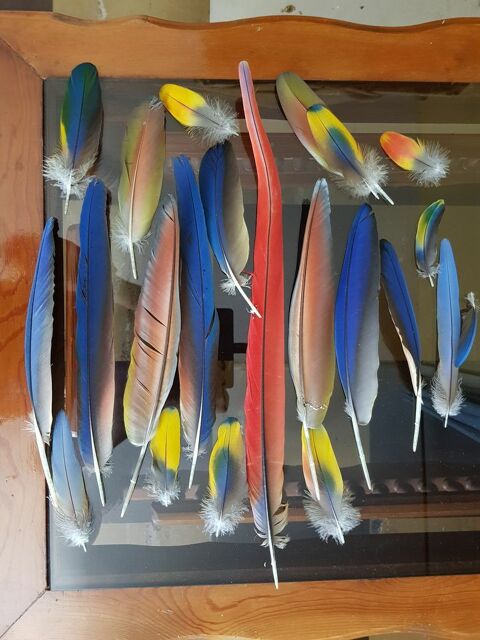 cherche plumes perroquet perruche 0 Metz (57)