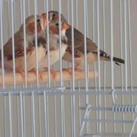   Oiseaux exotique 