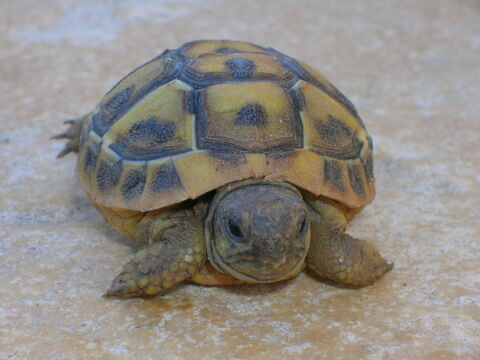 Tortues de terre nées en 2024 50 34500 Bziers