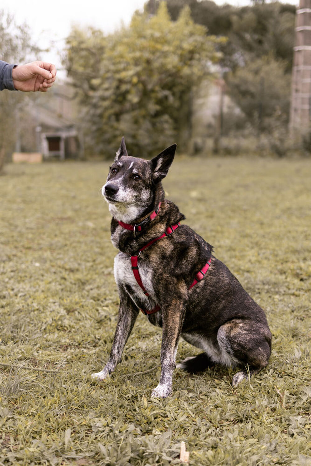   Nina, mâlinois femelle, 9 ans, Montauban (82) 
