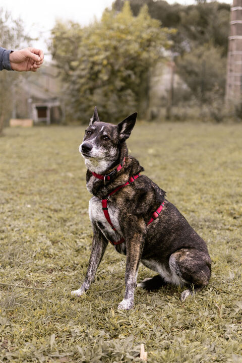Nina, m&acirc;linois femelle, 9 ans, Montauban (82) 0 82000 Montauban
