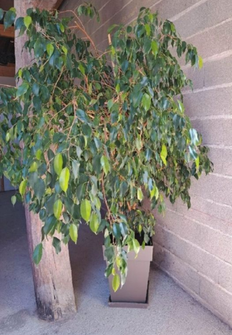 Grand Ficus 80 Saint-Ly� (10)