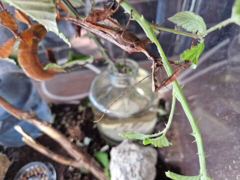 � ufs phasmes extasoma tiaratum 1 B�ziers (34)