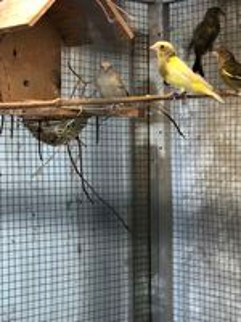   Canaris européens en mutation  