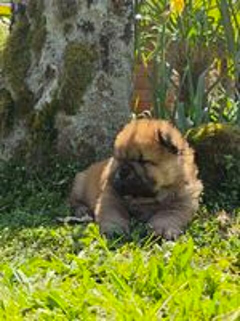   A réserver chiots chow chow  