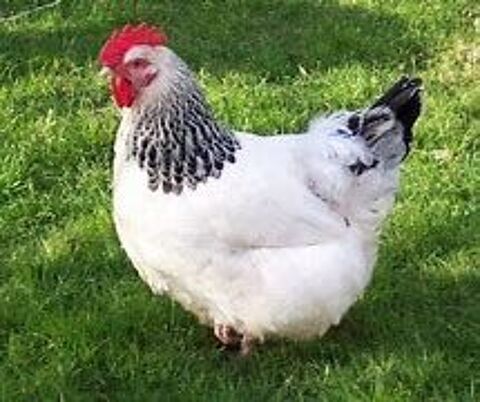 Poule sussex herminée idée cadeau anniversaire, fêtes mères 26 77540 Courpalay