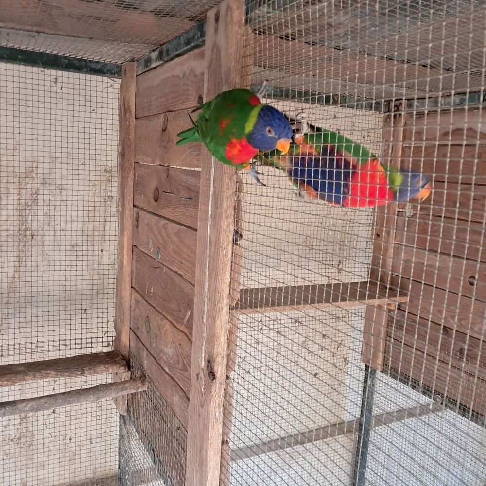   Oiseau Loriquet de swinson  