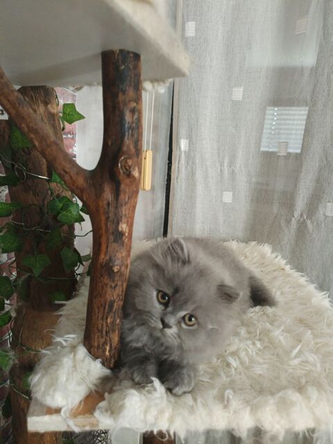 chatons British 1350 68560 Heimersdorf