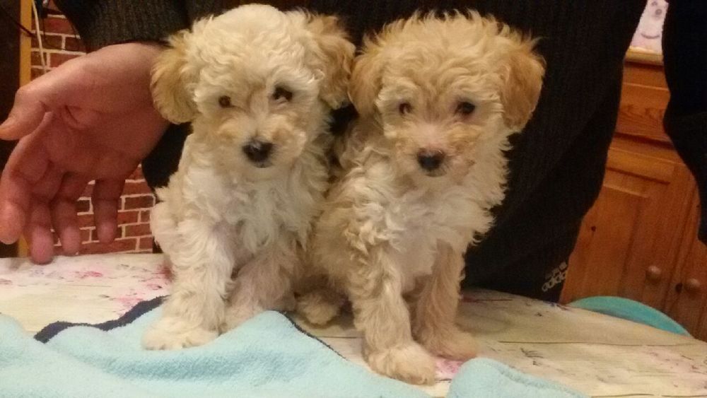   Caniche Toy Femelle ( chiot )
