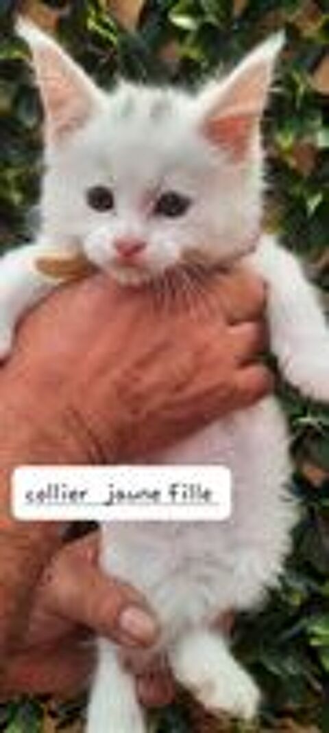  Avendre adorables chatons Maine coon  