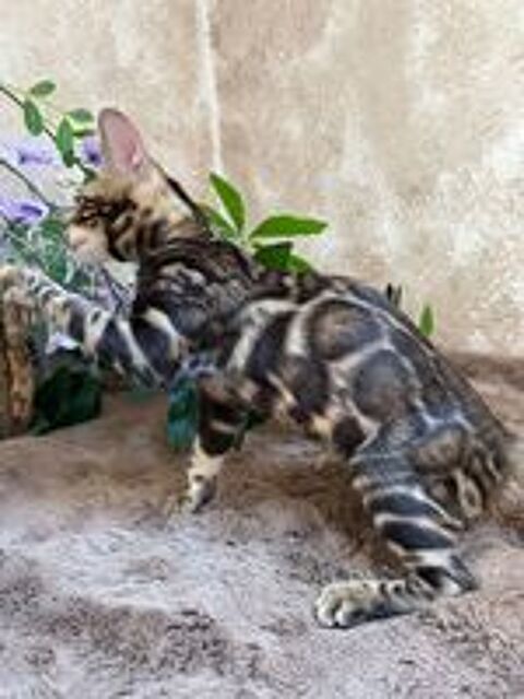   Chaton Bengal femelle Brown tabby spotted, rosettes XXL 