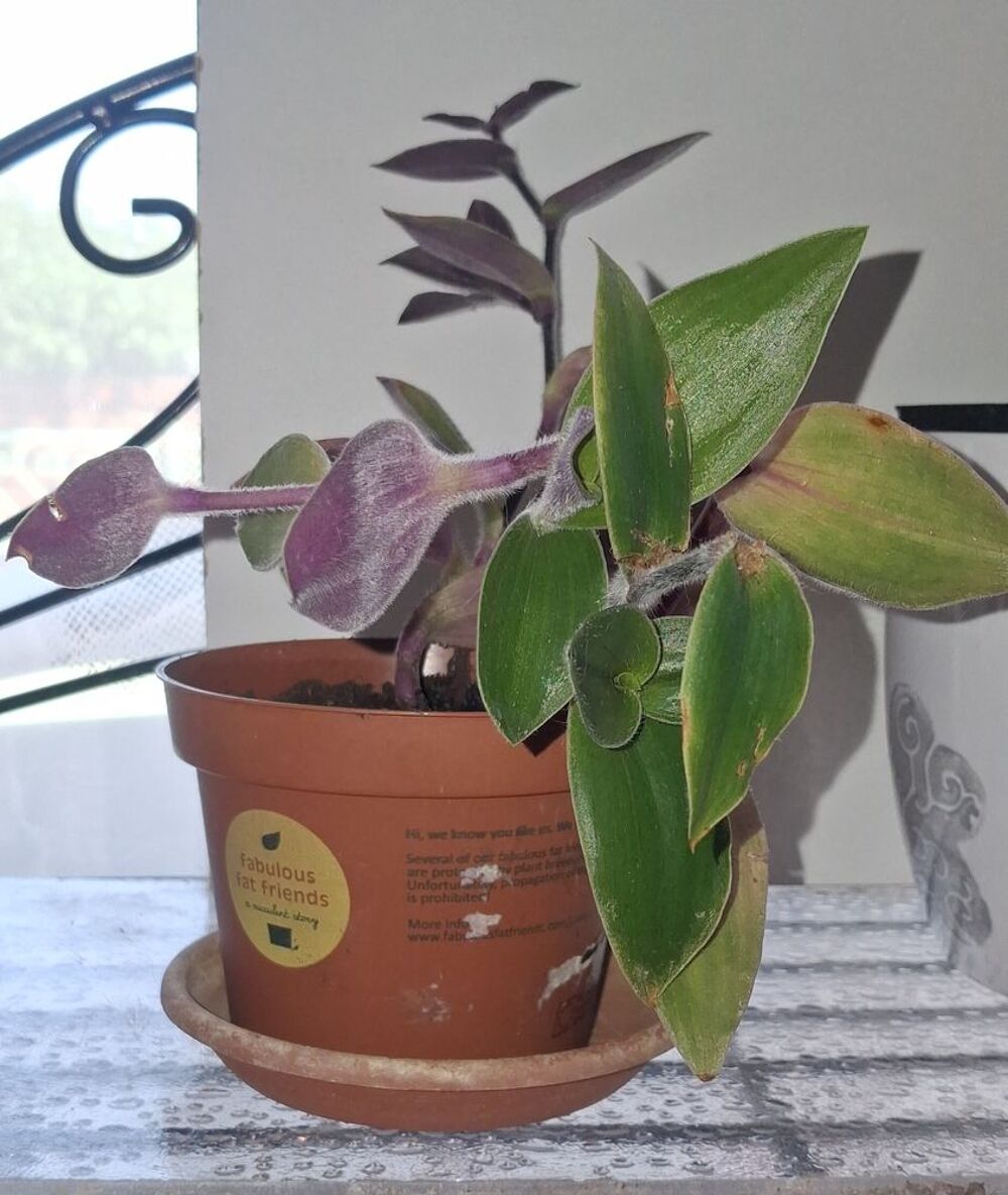 Boutures de plantes Jardin