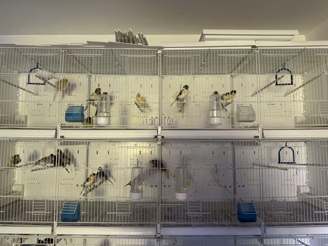 Canaris de l'année disponible 30 83210 Belgentier