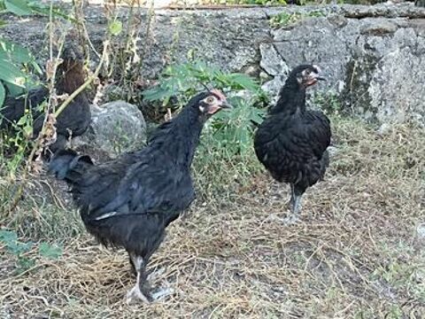 Poussins croiss 11500 Brenac