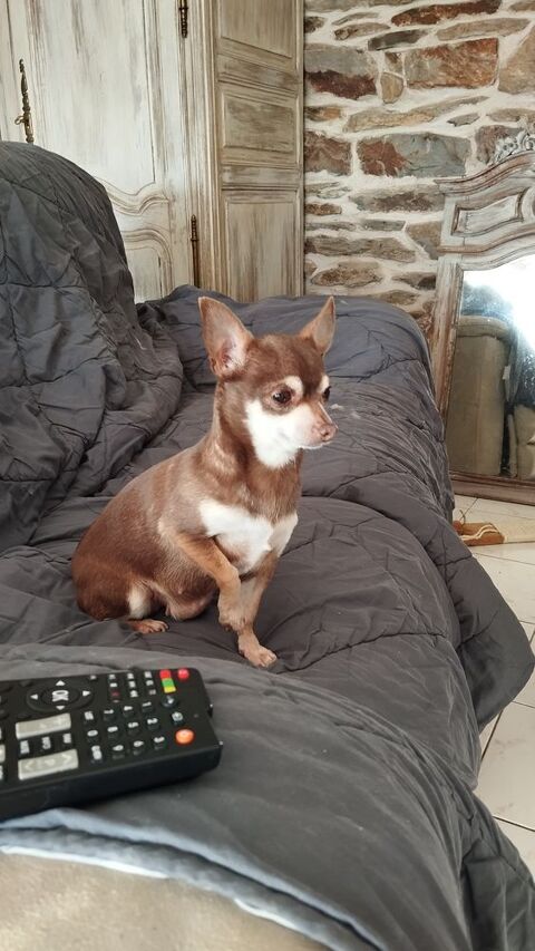 Chihuahua adulte 400 56140 Tr�al