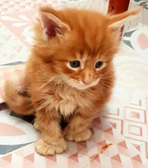 Sublime B&eacute;b&eacute; m&acirc;le Coon Red Polydactyle 1000 77300 Fontainebleau