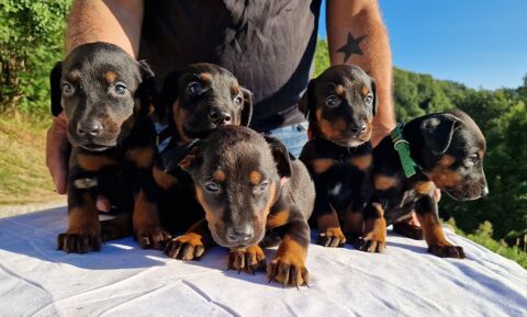 Dobermann 1100 38410 Saint-martin-d'uriage