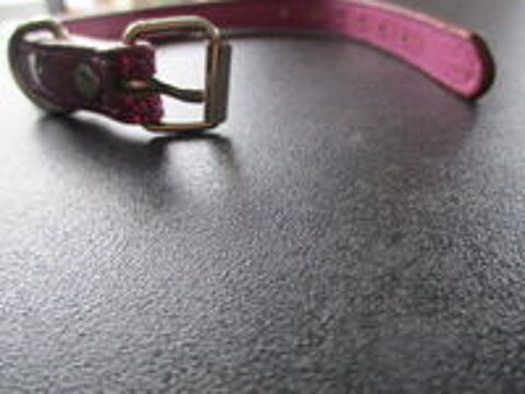   collier pour chiot 