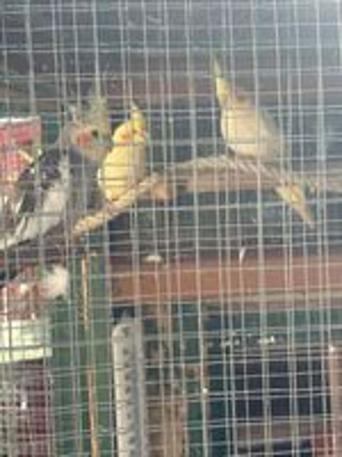   oiseaux caloptiste plusieurs mutation 