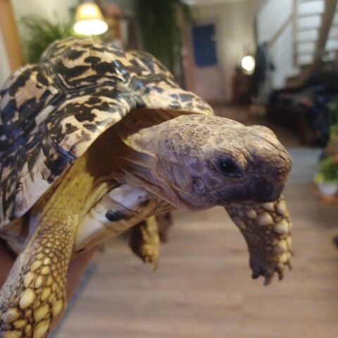 Tortue Léopard geochelone pardalis 400 Esse (16)