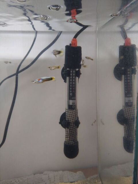 Guppys m&acirc;le et femelle 1 53940 Saint-berthevin