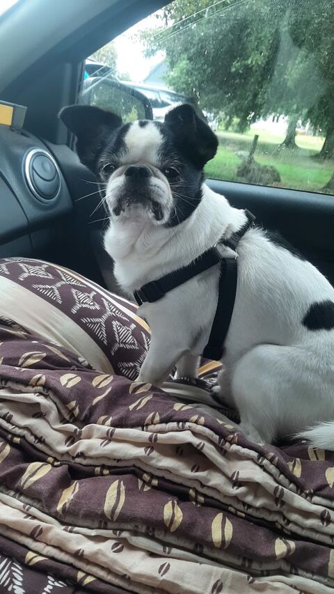 Je donne petit chien 0 56220 Caden