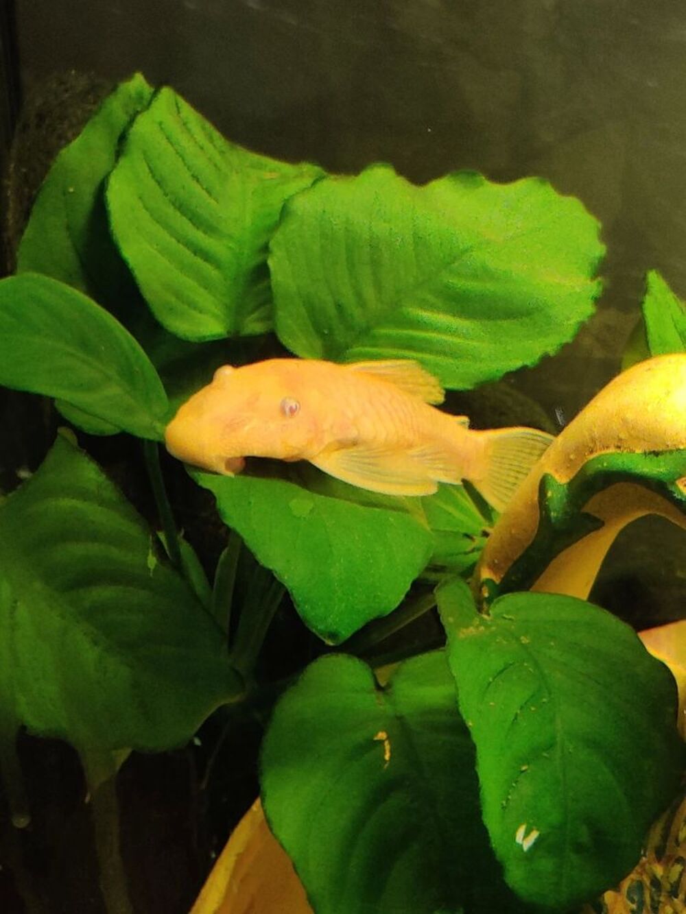   Ancistrus dolichopterus (Ancistrus Gold)  