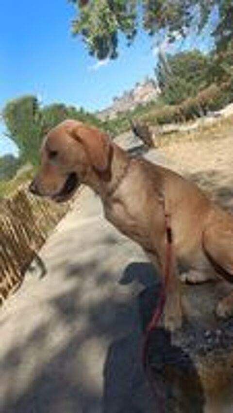   Donne chien  