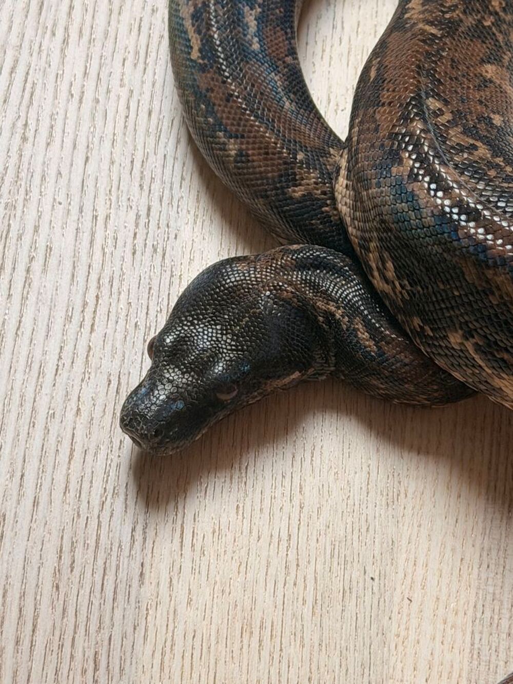   Boa imperator Hypo IMG femelle 2021 