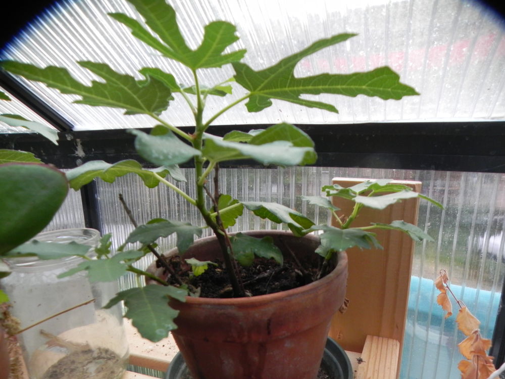 figuier petit, moyen ou grand ( figues mauves, bien sucr&eacute;es) Jardin