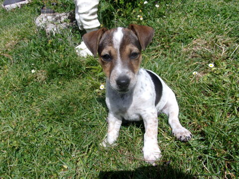 Arko bb jack russell croisé pinsher 450 16240 Paizay-naudouin-embourie