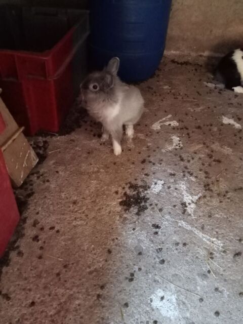 Lapin nain reproducteur 25 34800 Aspiran