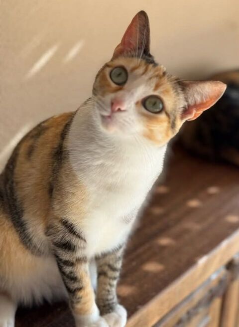TOKIO & BAMBU 95610 ragny