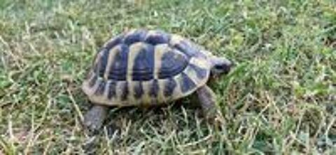   Tortue mâle de 4 ans 