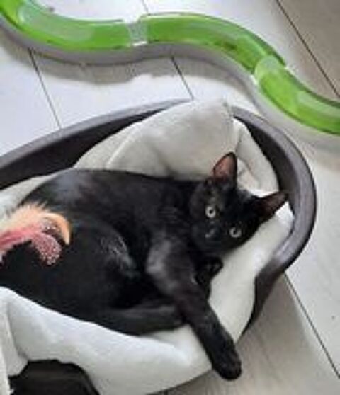   CAMILLE LOU  l'adoption 