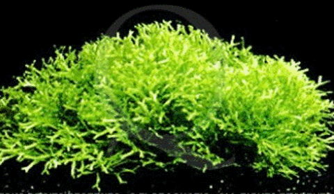 riccia fluitans
(plante d'aquarium d'eau douce) 1 69380 Les chres