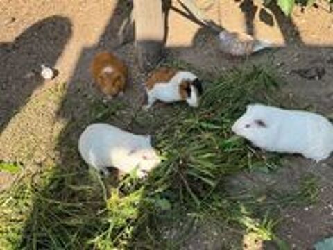   Lapins, Lapins nains et cochons d'Inde  