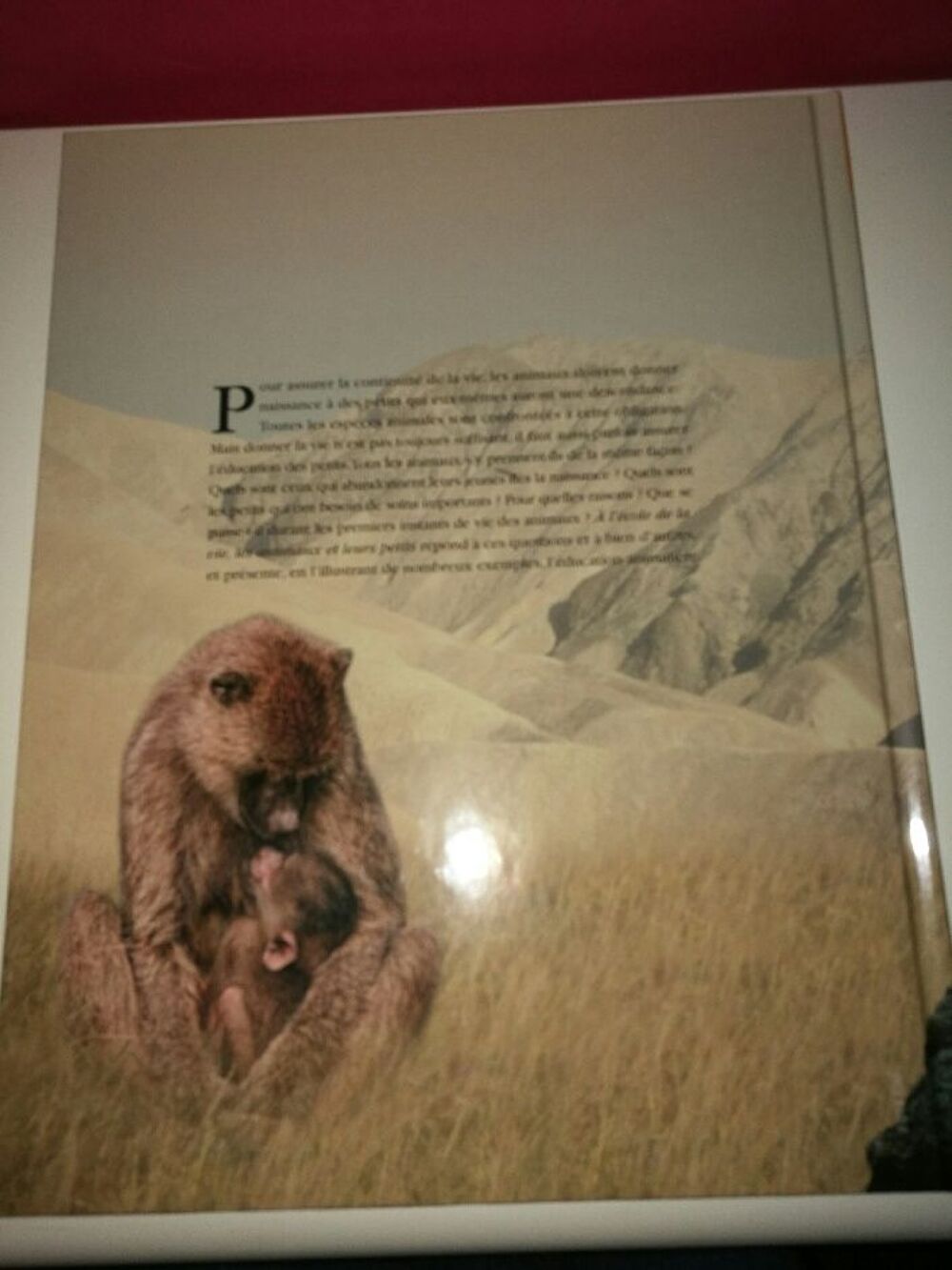 Livre Atlas junior de animaux "Les animaux et leurs petits " Livres et BD
