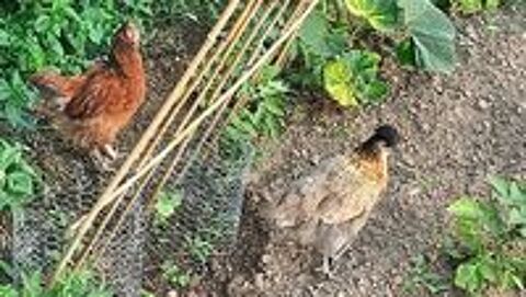   Poussins de 3 mois 