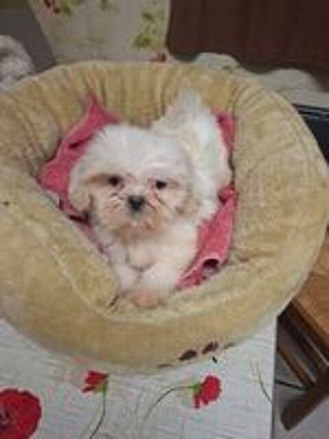   SPLENDIDES SHIH TZU Mà