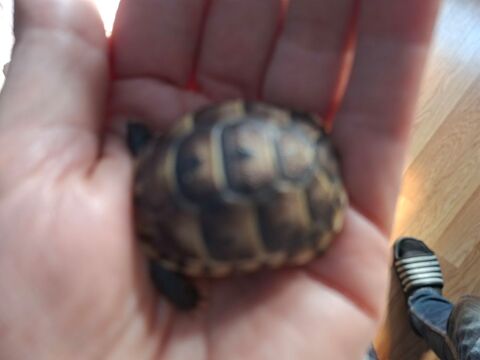 Tortue testudo greca ibera b&eacute;b&eacute;s 77 80 77500 Chelles