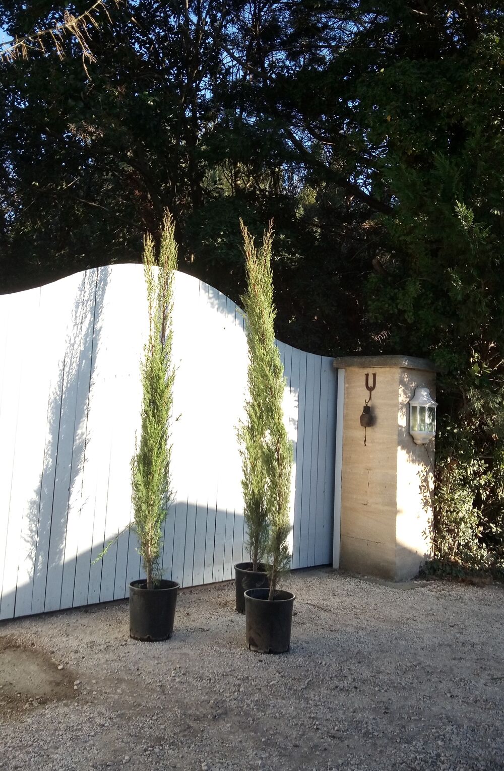 Cypr&egrave;s "Chandelle" "Pyramidal" en forme de flamme Jardin