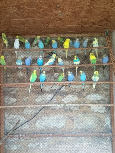 perruche ondulée 20 86100 Chtellerault