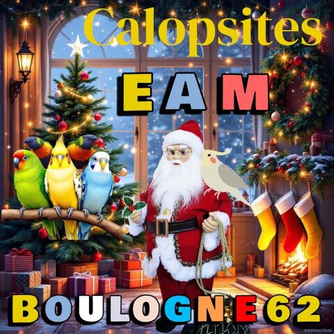 Perruche de compagnie EAM 0 62200 Boulogne-sur-mer