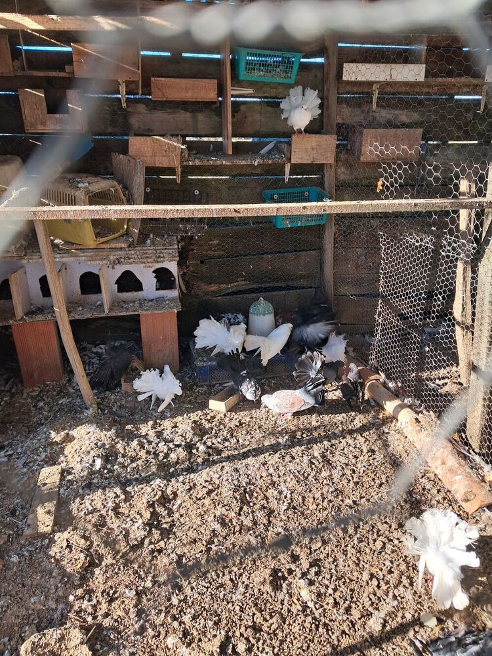   pigeons paon 