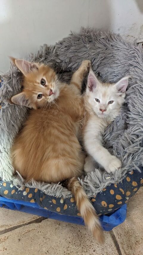 Magnifiques chatons Maine coon LOOF 900 35610 Pleine-fougères