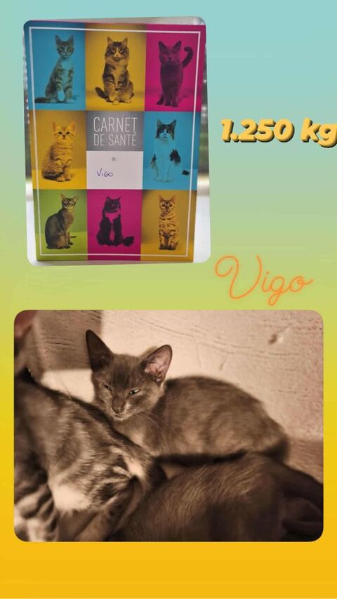 Vigo 230 69150 Dcines-charpieu