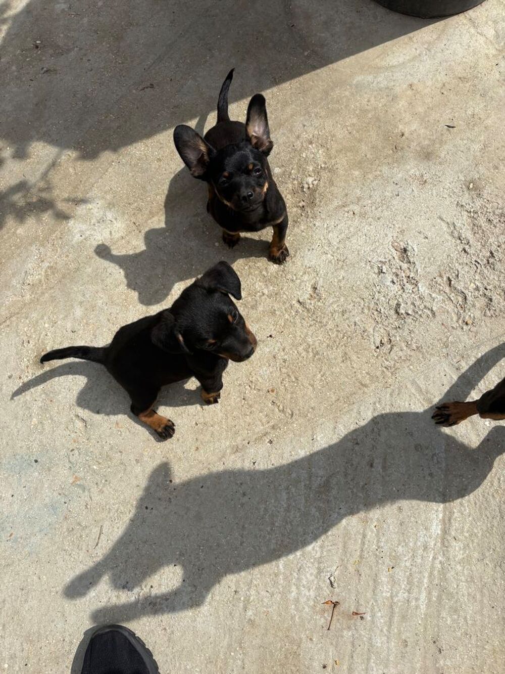 Adorables chiots m&acirc;le Décoration