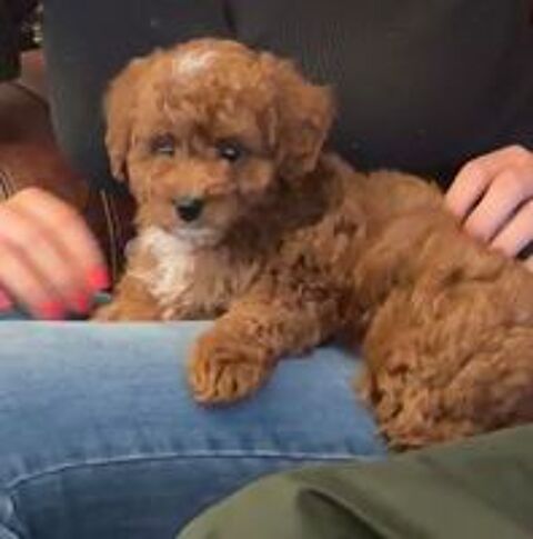   Maltipoo  