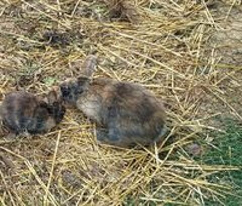   lapine naine de 9 semaines, pelage chamarré 